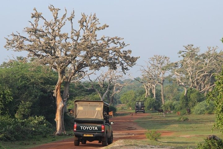 Bundala national park